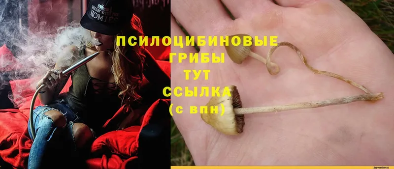 Псилоцибиновые грибы Psilocybe  сколько стоит  кракен   Болохово 